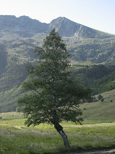 <i>Betula pubescens</i>. Foto: Joan Simon (licencia CC)