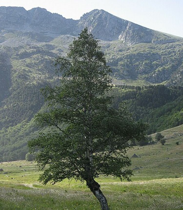 <i>Betula pubescens</i>. Foto: Joan Simon (licencia CC)