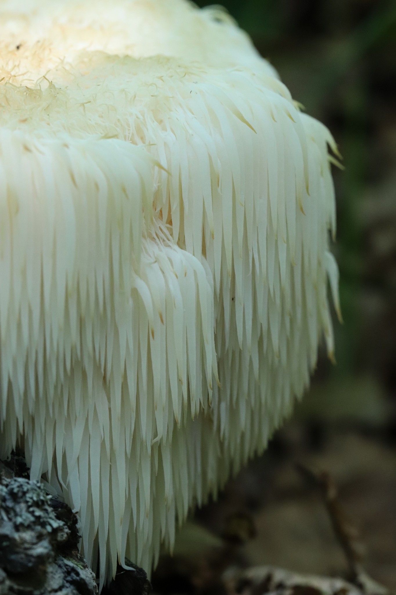 <i>Hericium erinaceus</i>. Foto: N. Filippova (CC)