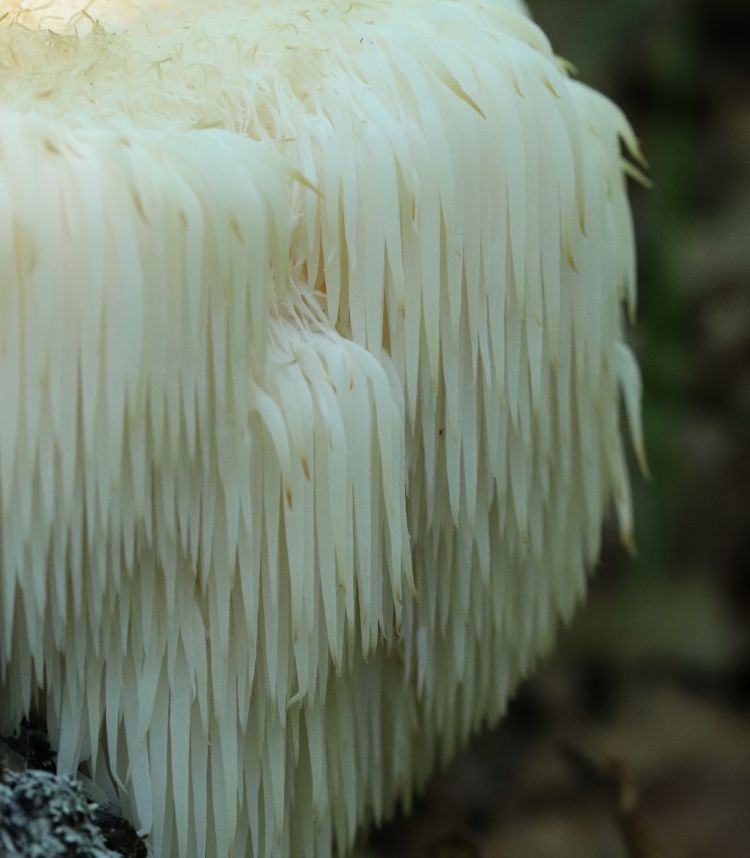 <i>Hericium erinaceus</i>. Foto: N. Filippova (CC)