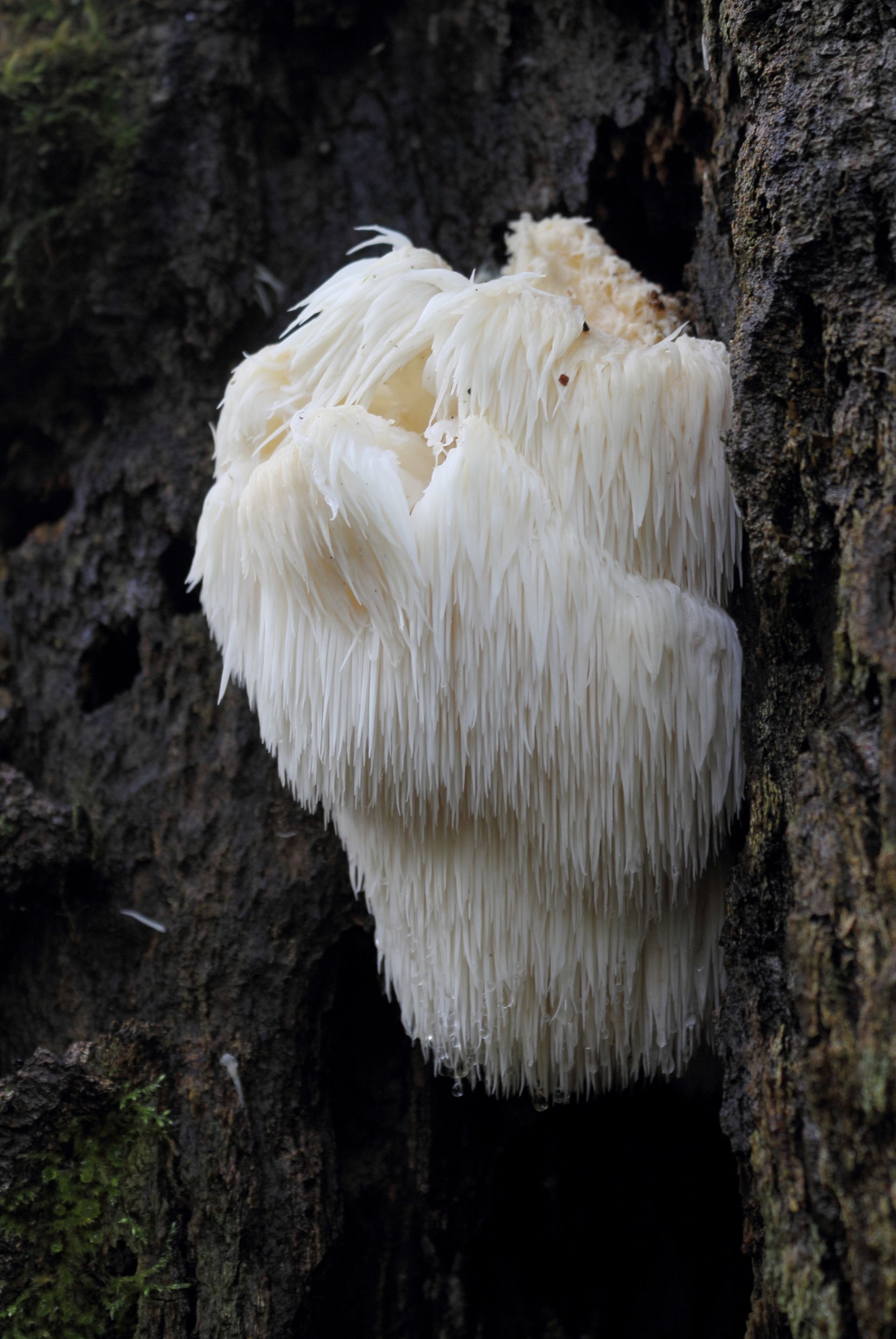 <i>Hericium erinaceus</i>. Foto: SKas  (CC)