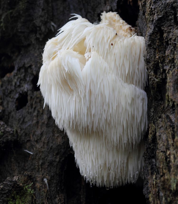 <i>Hericium erinaceus</i>. Foto: SKas  (CC)