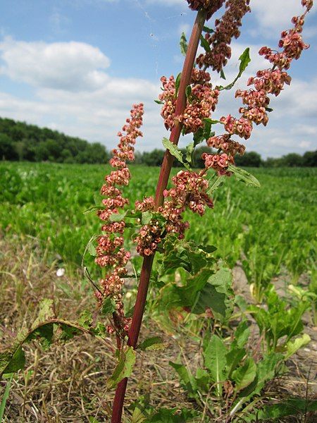 <i>Rumex crispus</i>. Foto: AnRo0002 (licencia CC)