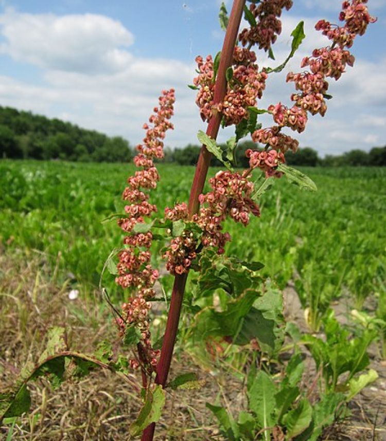 <i>Rumex crispus</i>. Foto: AnRo0002 (licencia CC)