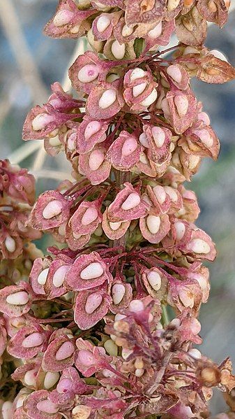 <i>Rumex crispus</i>. Foto: Michel Langeveld (licencia CC)