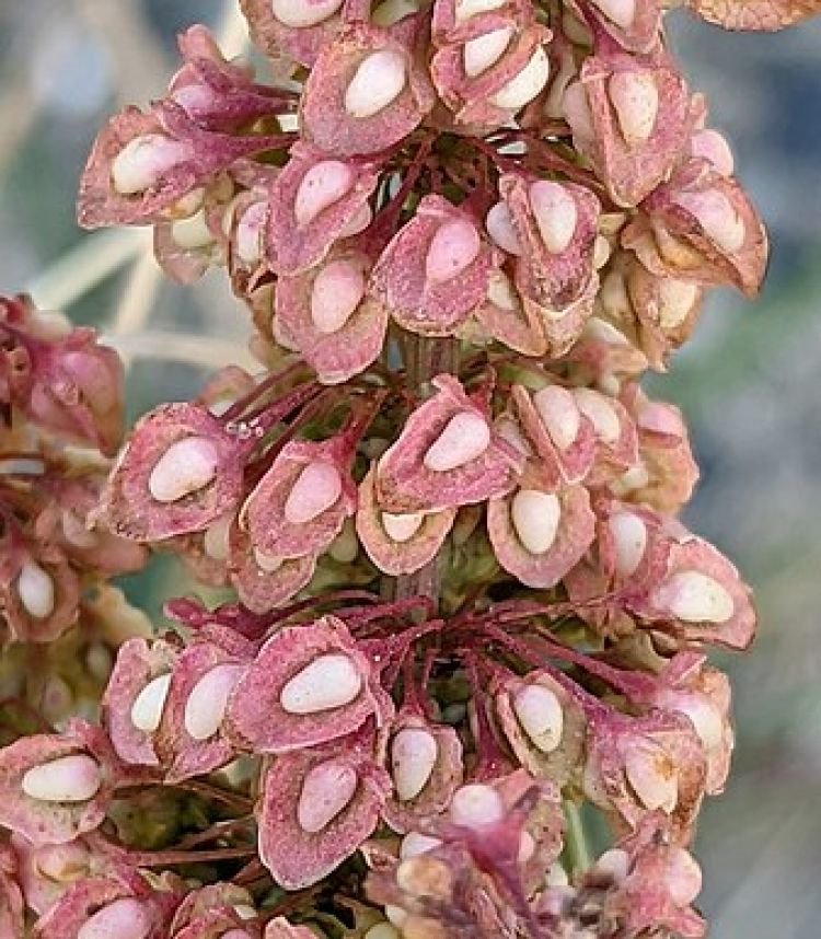 <i>Rumex crispus</i>. Foto: Michel Langeveld (licencia CC)