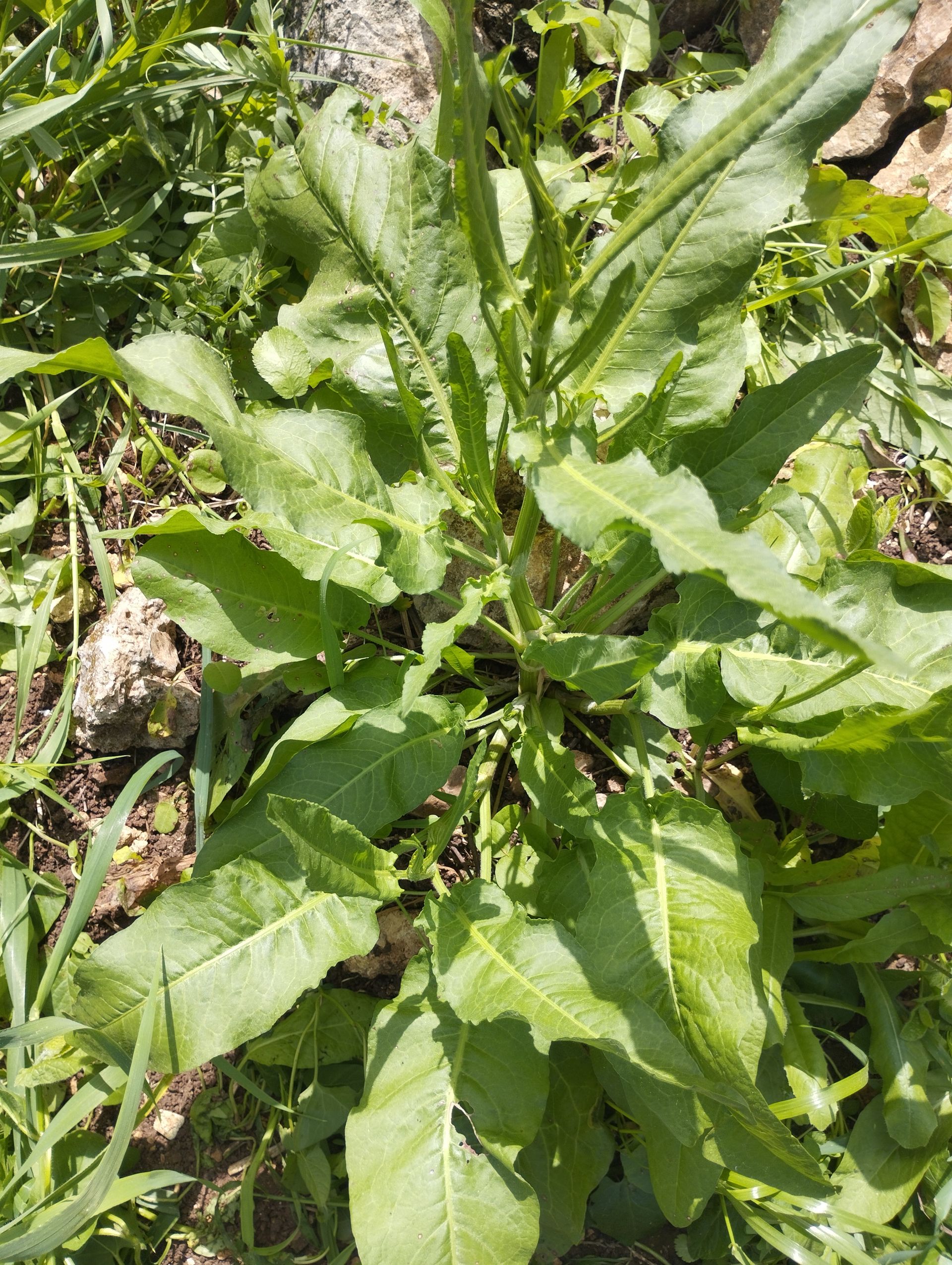 <i>Rumex crispus</i>. Foto: SigTif (licencia CC)