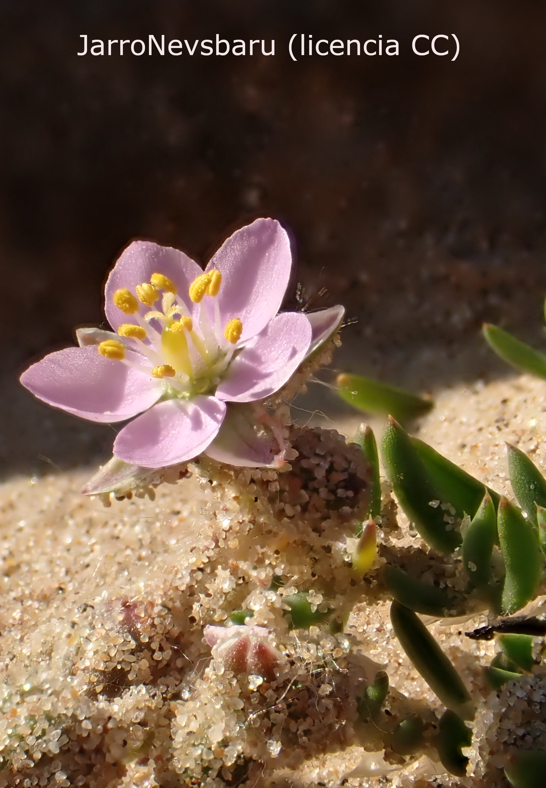 Arenaria roja. Foto: JarroNevsbaru (licencia CC)