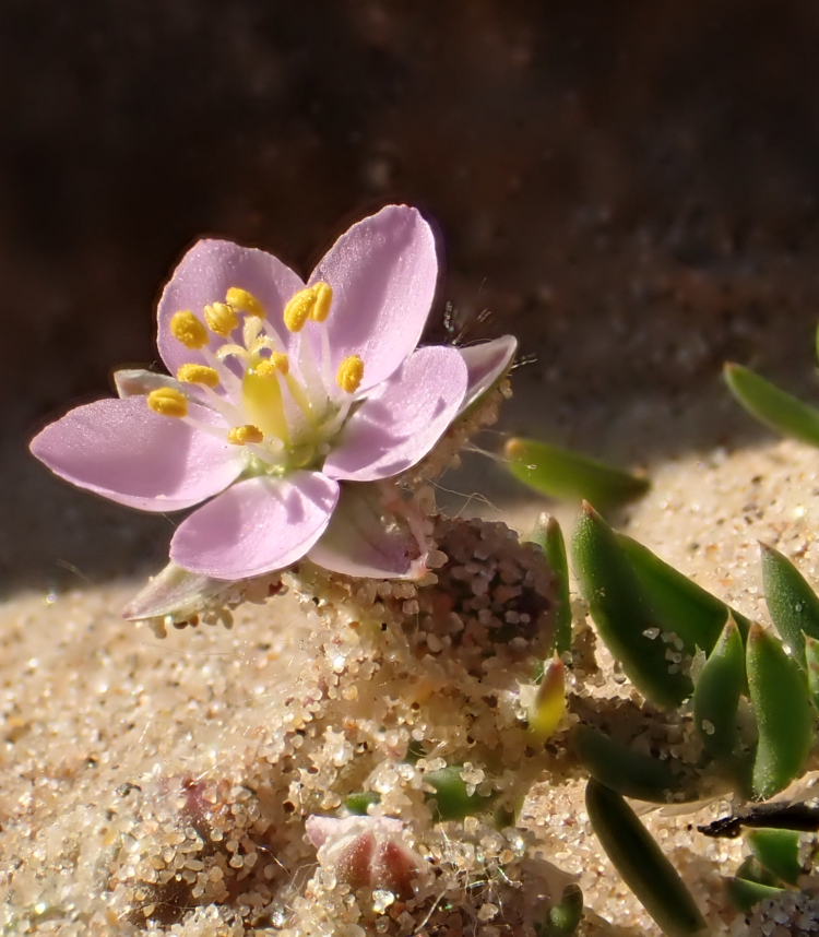 Arenaria roja. Foto: JarroNevsbaru (licencia CC)