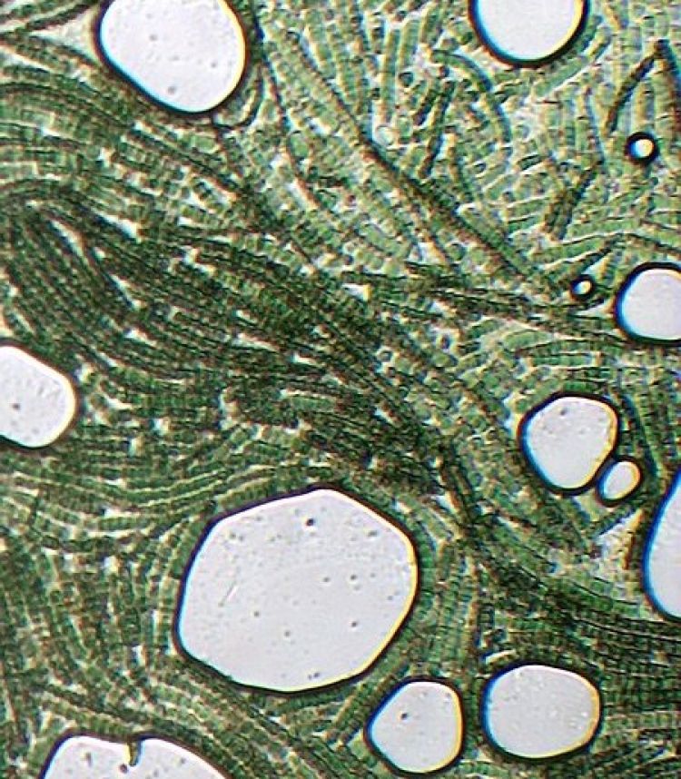 <i>Arthrospira platensis</i>. Microfotografía (10x): MaCameron (licencia CC)