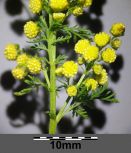 Plantas medicinales en la lucha contra microorganismos multirresistentes