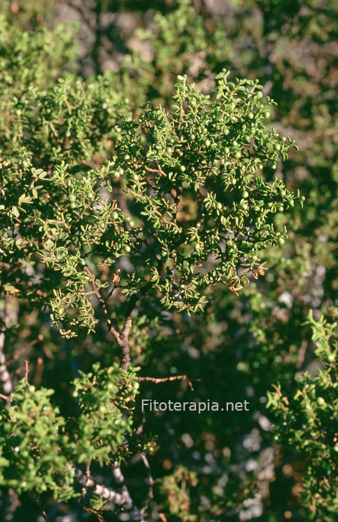 <i>Larrea divaricata</i>. Foto: S. Cañigueral