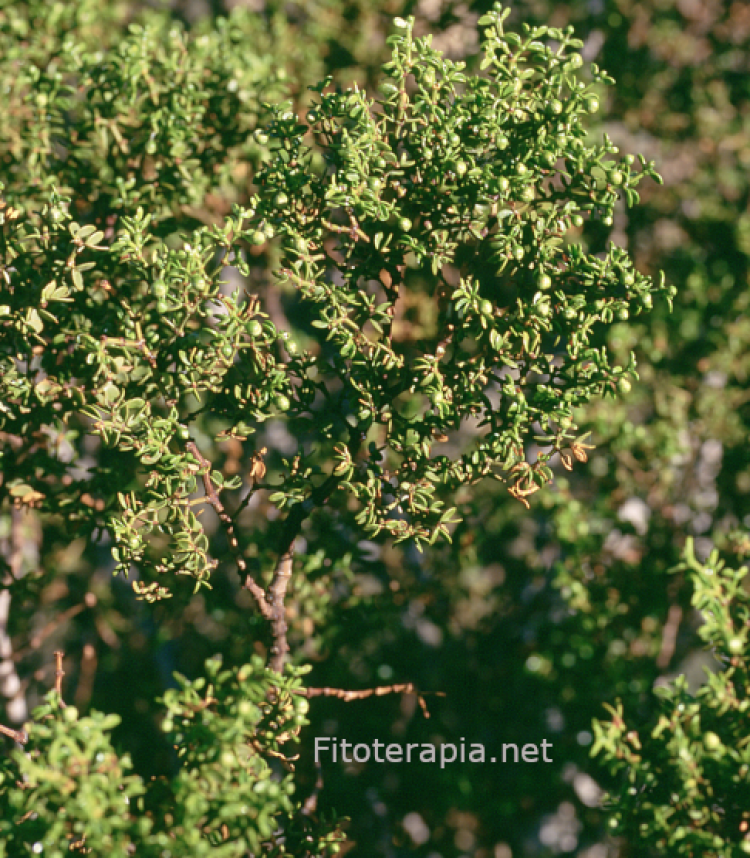 <i>Larrea divaricata</i>. Foto: S. Cañigueral