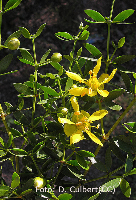 <i>Larrea divaricata</i>, flor. Foto: Dick Culbert (licencia CC)