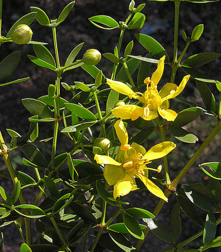 <i>Larrea divaricata</i>, flor. Foto: Dick Culbert (licencia CC)