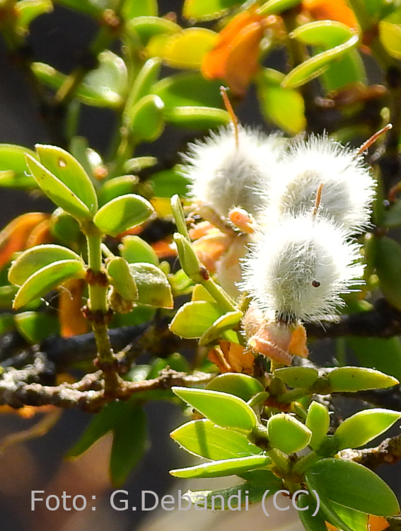 <i>Larrea divaricata</i>, frutos. Foto: Guillermo Debandi (licencia CC)