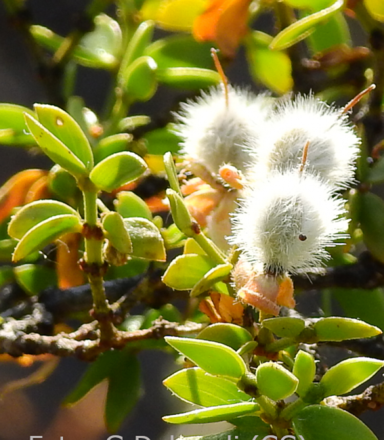 <i>Larrea divaricata</i>, frutos. Foto: Guillermo Debandi (licencia CC)