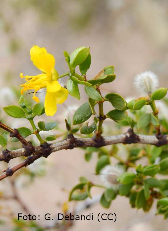 <i>Larrea divaricata</i>, flor. Foto: Guillermo Debandi (licencia CC)