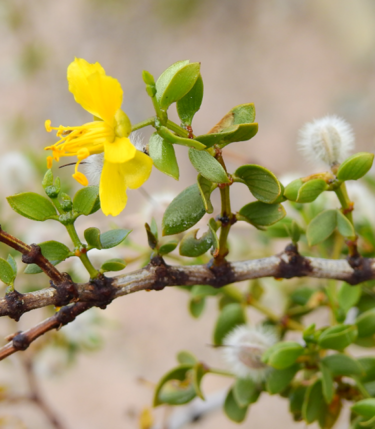 <i>Larrea divaricata</i>, flor. Foto: Guillermo Debandi (licencia CC)