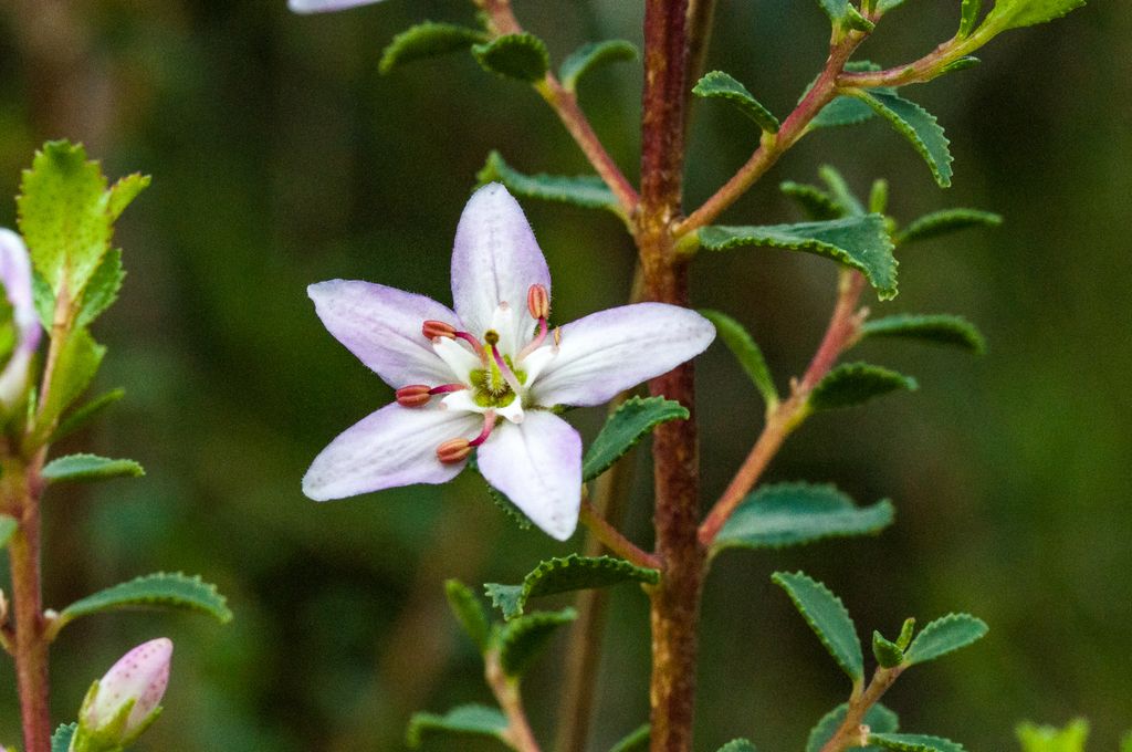 <i>Agathosma betulina</i>. Margriet B., Kleinmond (CC)