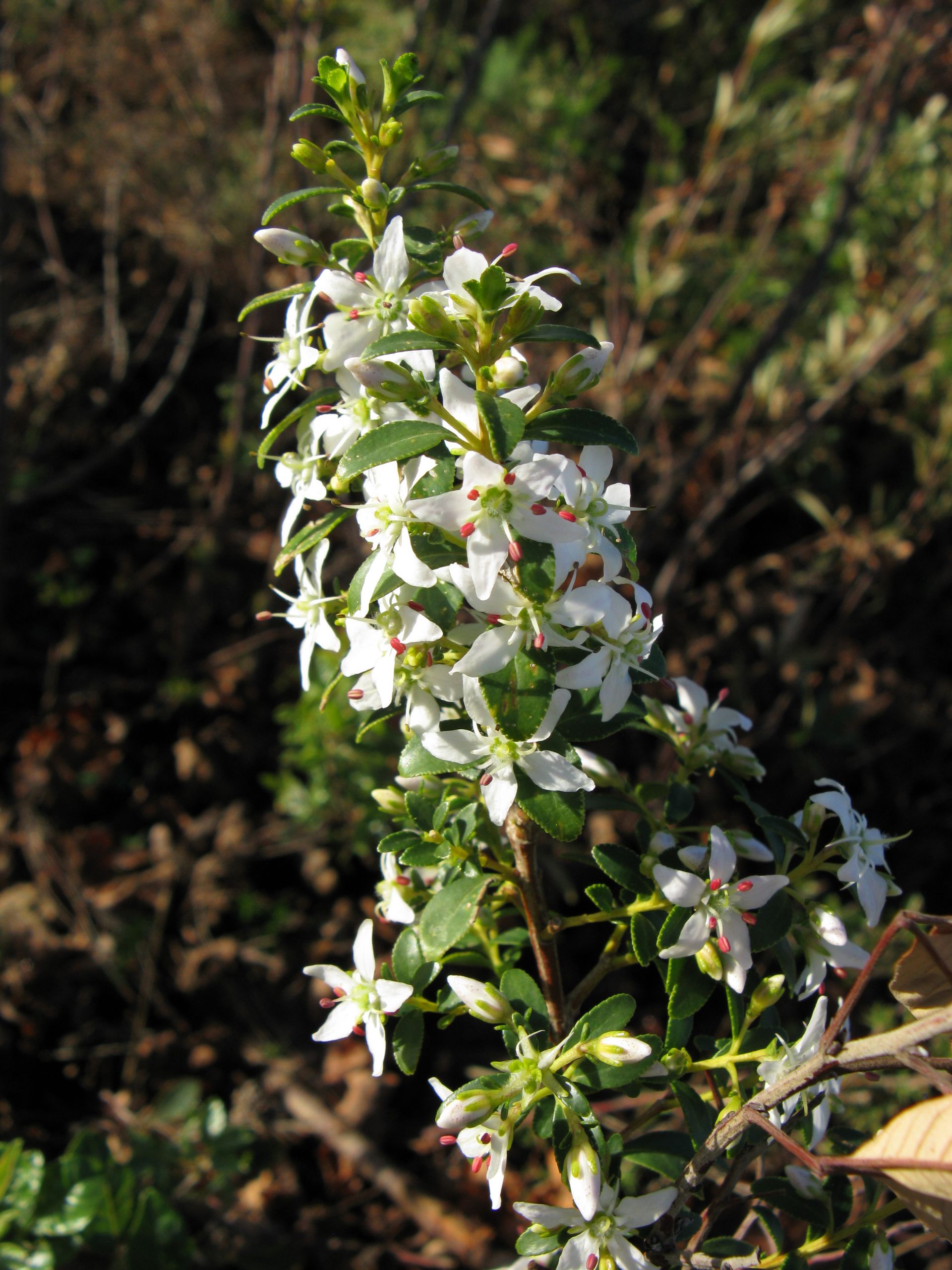 <i>Agathosma crenulata</i>. JonRichfield (CC)