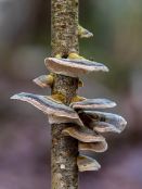 Hongos medicinales, probióticos y combinación de compuestos naturales en el manejo del virus del papiloma humano (VPH)