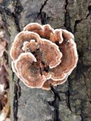 Inclusión de hongos dietéticos y medicinales en oncología traslacional