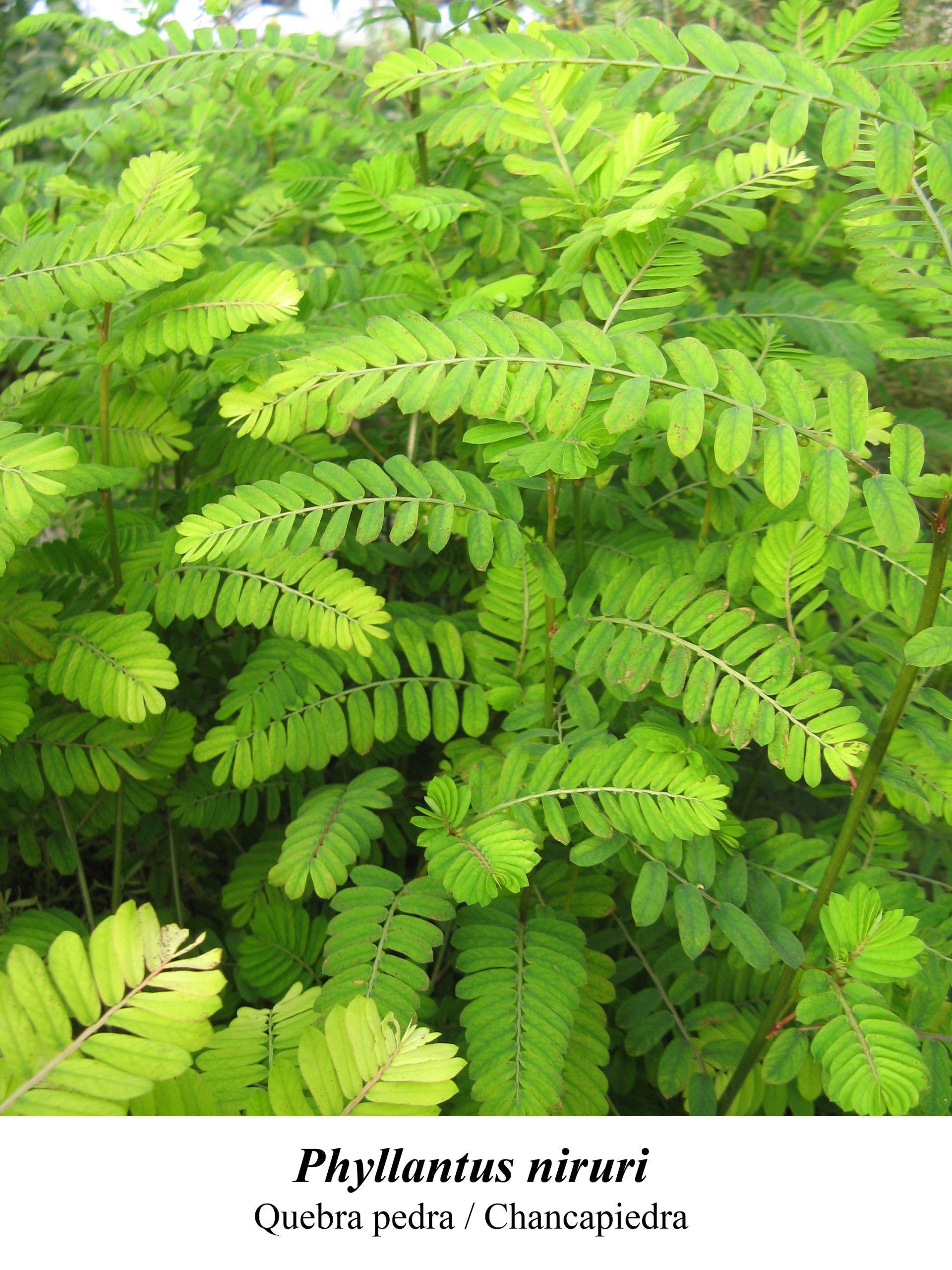 <i>Phyllanthus niruri </i>. Xavierserratm (CC)