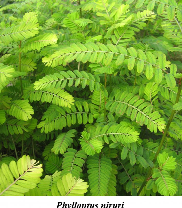 <i>Phyllanthus niruri </i>. Xavierserratm (CC)