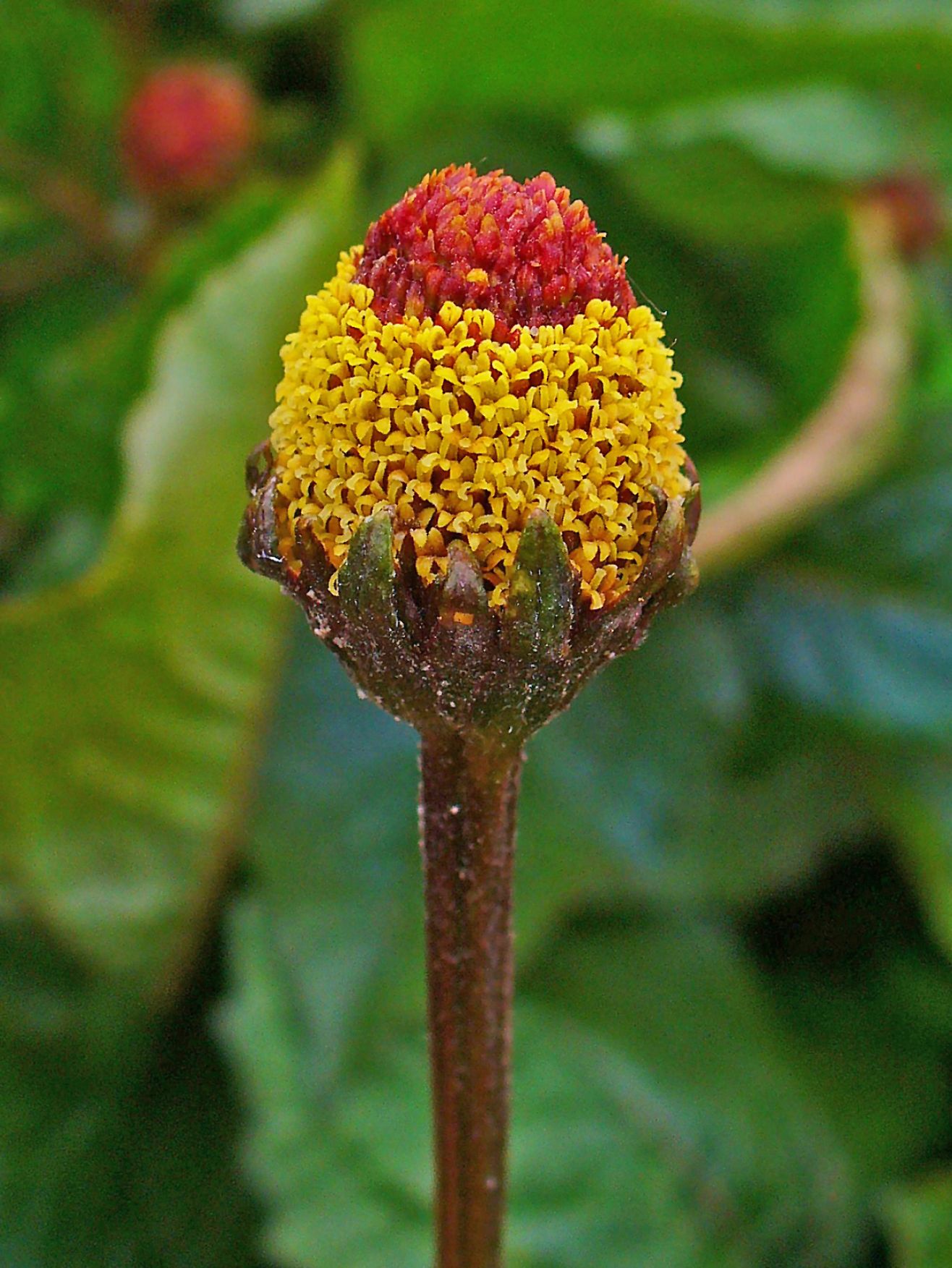 <i>A. oleracea</i>. Foto: H. Zell (CC)
