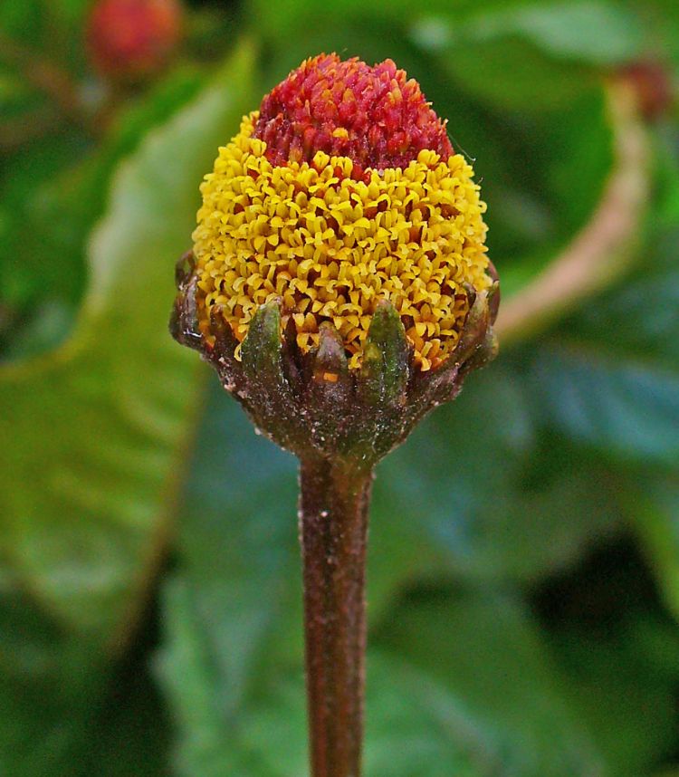 <i>A. oleracea</i>. Foto: H. Zell (CC)