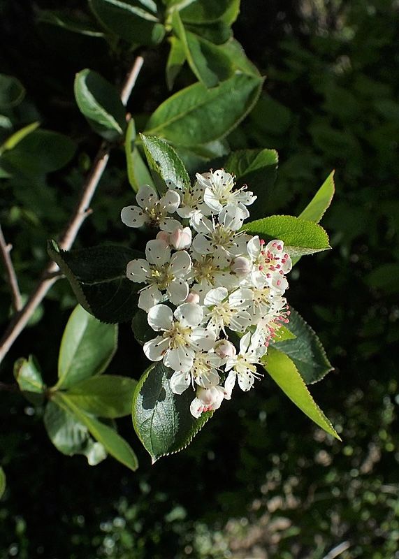Flor. Krzysztof Ziarnek (CC)