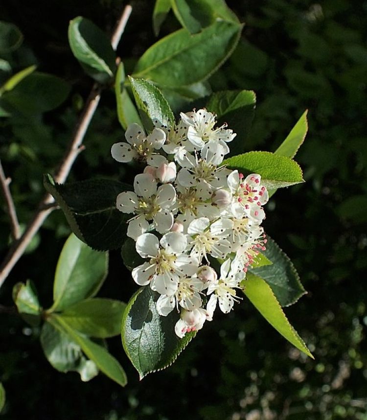 Flor. Krzysztof Ziarnek (CC)