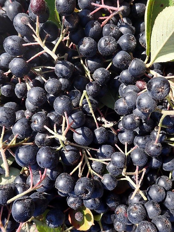 Fruto. Salicyna (CC)