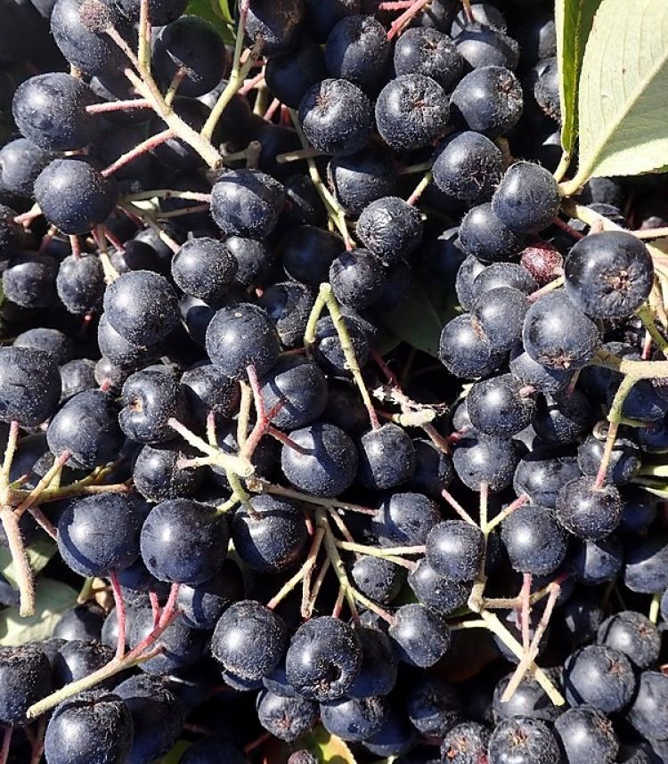 Fruto. Salicyna (CC)