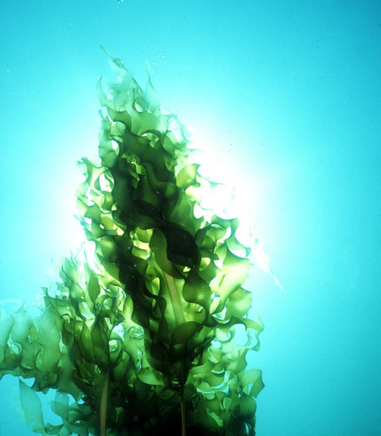CSIRO ScienceImage (CC)