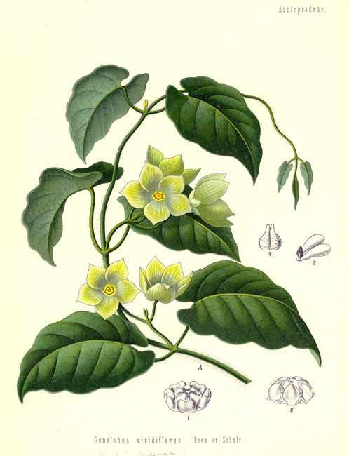 Ilustración: H. A. Koehler (1887)