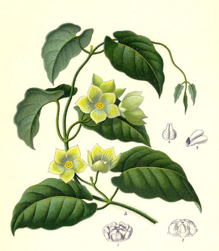 Ilustración: H. A. Koehler (1887)