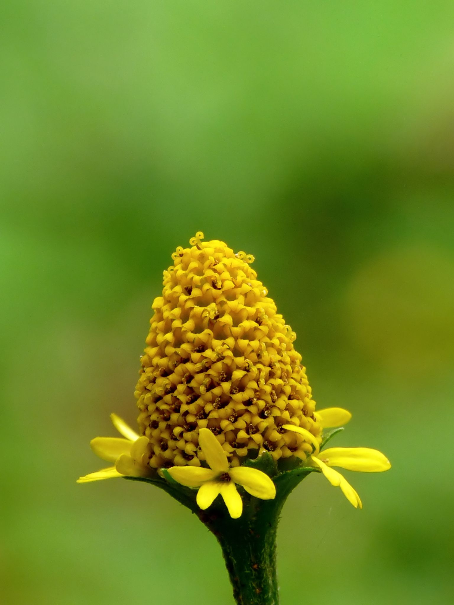 <i>A. ciliata</i>. Foto: Jeevan Josen (CC)
