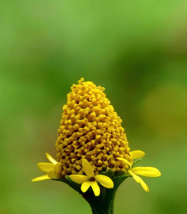 <i>A. ciliata</i>. Foto: Jeevan Josen (CC)