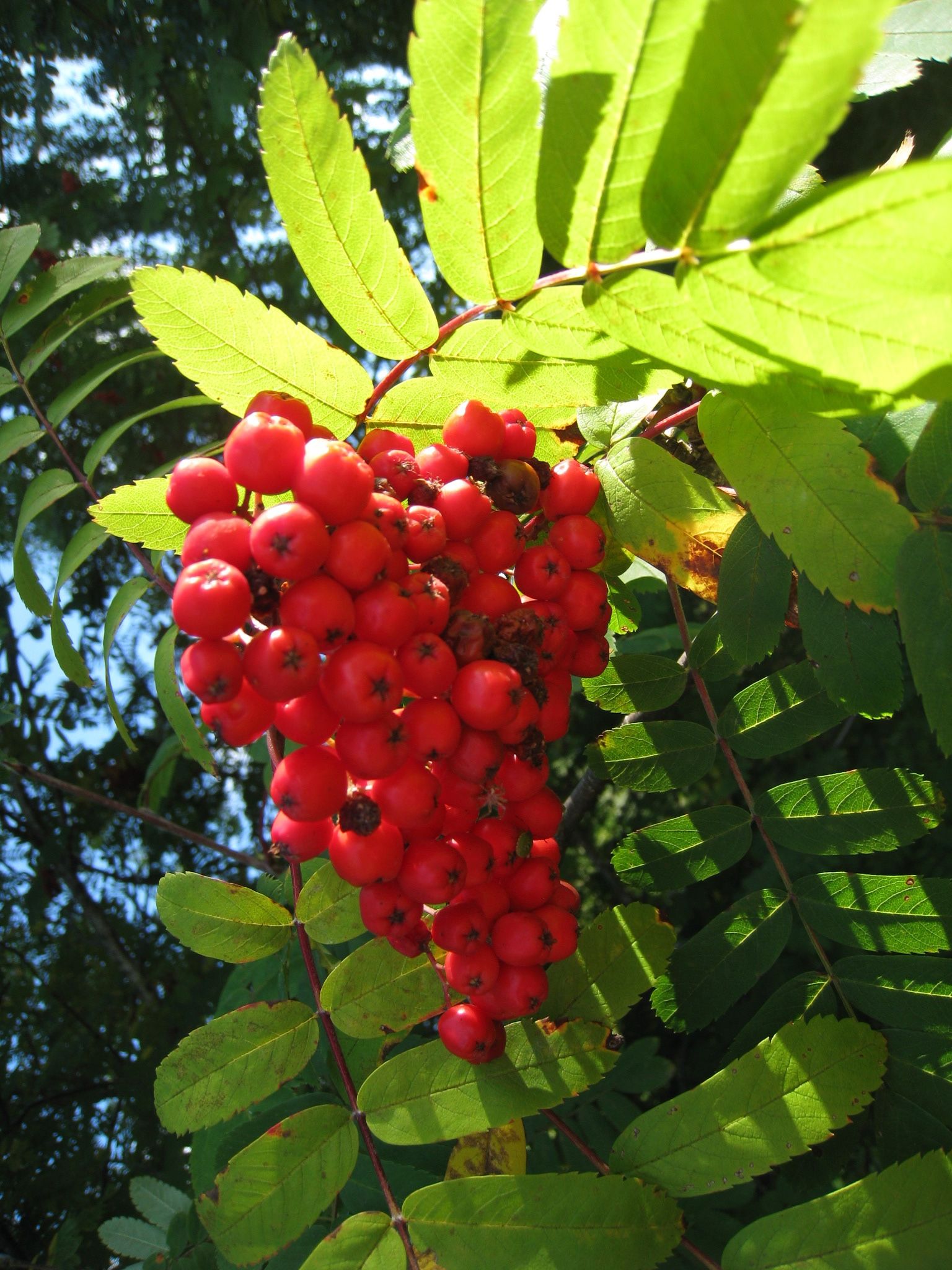 Flor: Bysmon (CC)