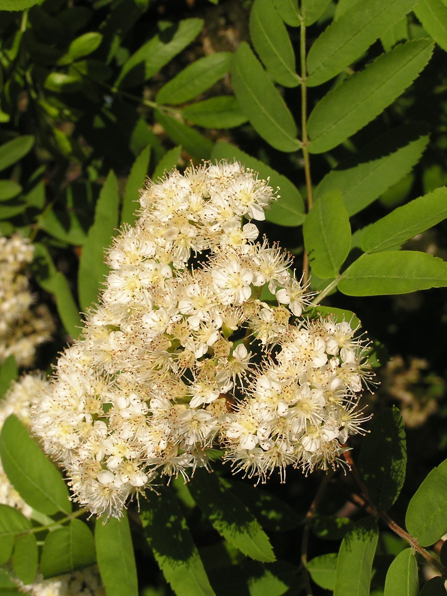 Flor. A. Butko (CC)