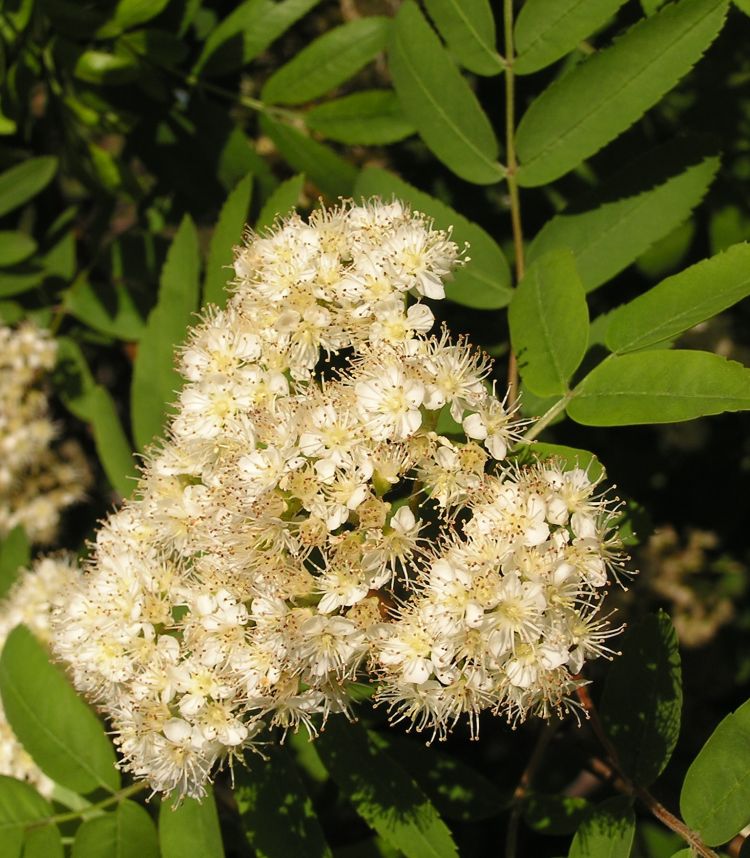 Flor. A. Butko (CC)