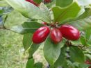 Fruta milagrosa, un modificador del sabor con potenciales aplicaciones terapéuticas