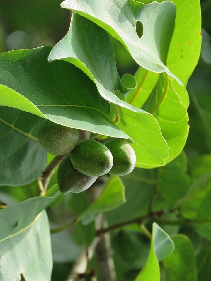 Foto: Vinayaraj (CC(