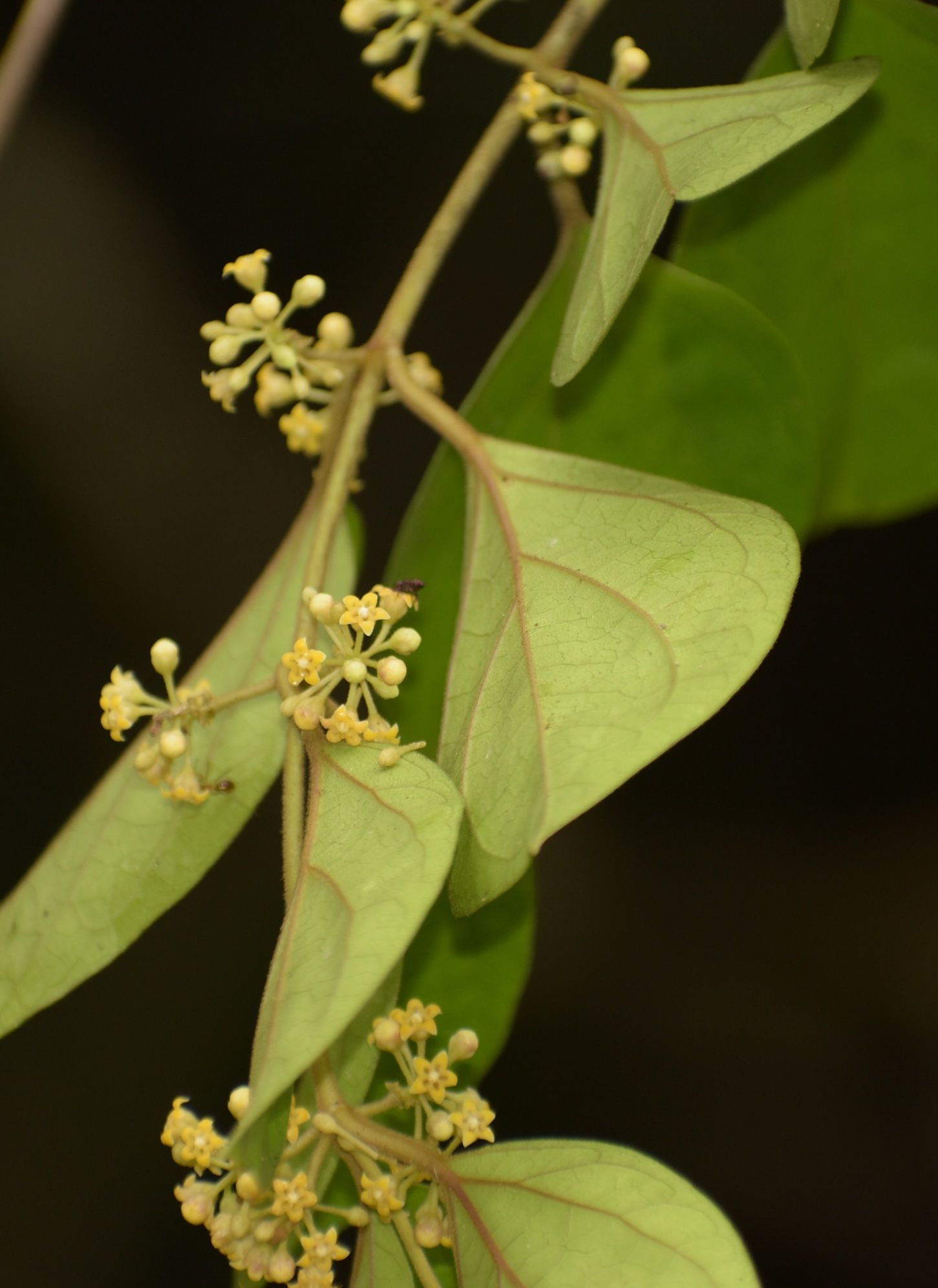 Hoja y flor. Foto: FarEnd2018 (CC)