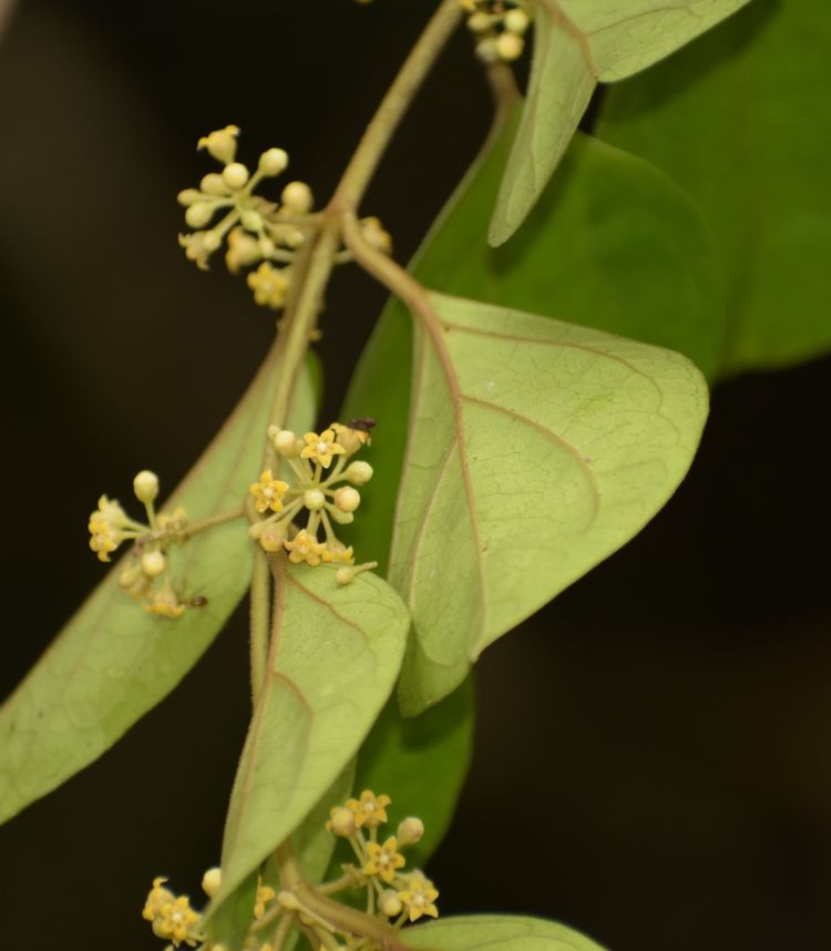 Hoja y flor. Foto: FarEnd2018 (CC)
