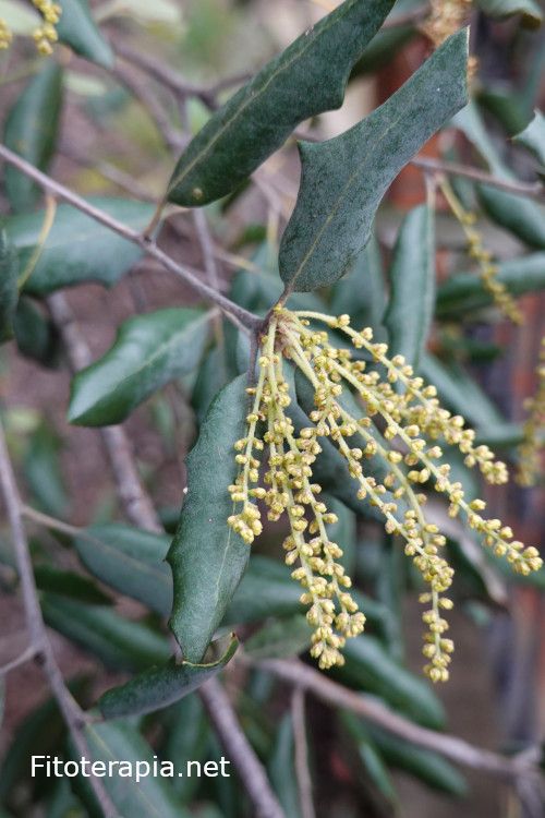 Encina, hoja e inflorescencias