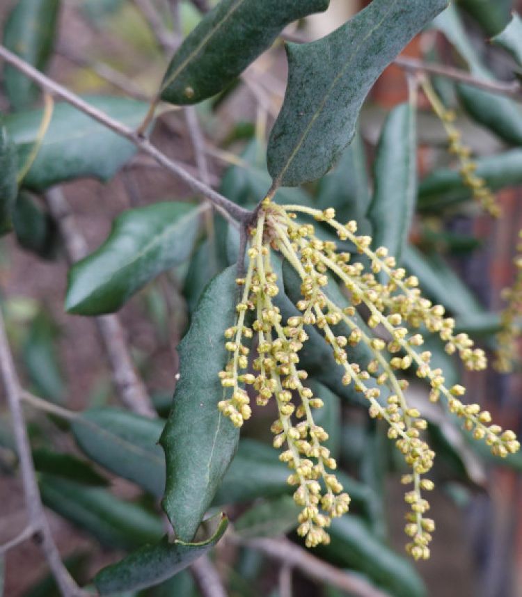 Encina, hoja e inflorescencias