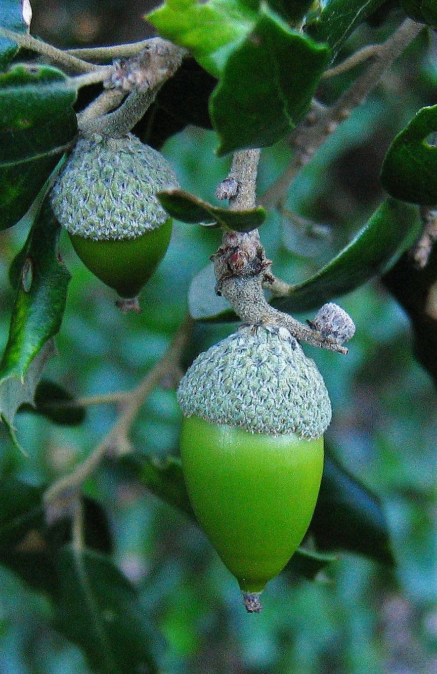 Encina, hoja y frutos. Sabencia Bertu Ordiales (CC)